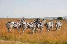 Goose Creek: Game, zebras, safari